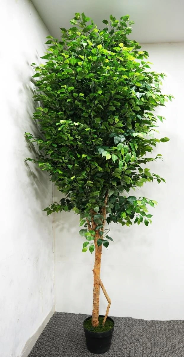 Ficus Tree, Variegated Leaves Size : 300cm